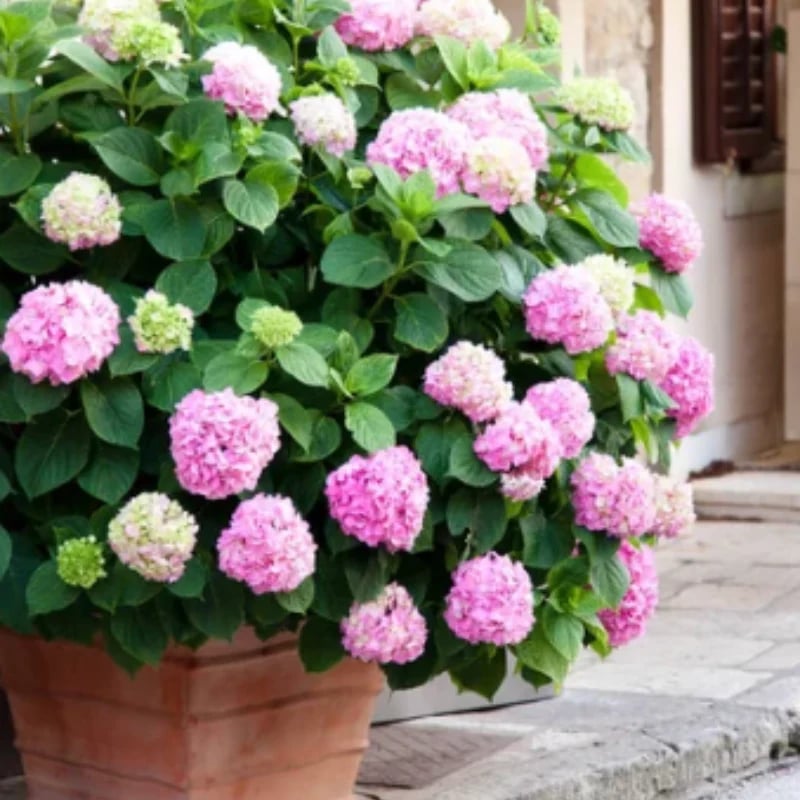 Last Day 70% OFF-Outdoor Artificial Hydrangea Flowers💐