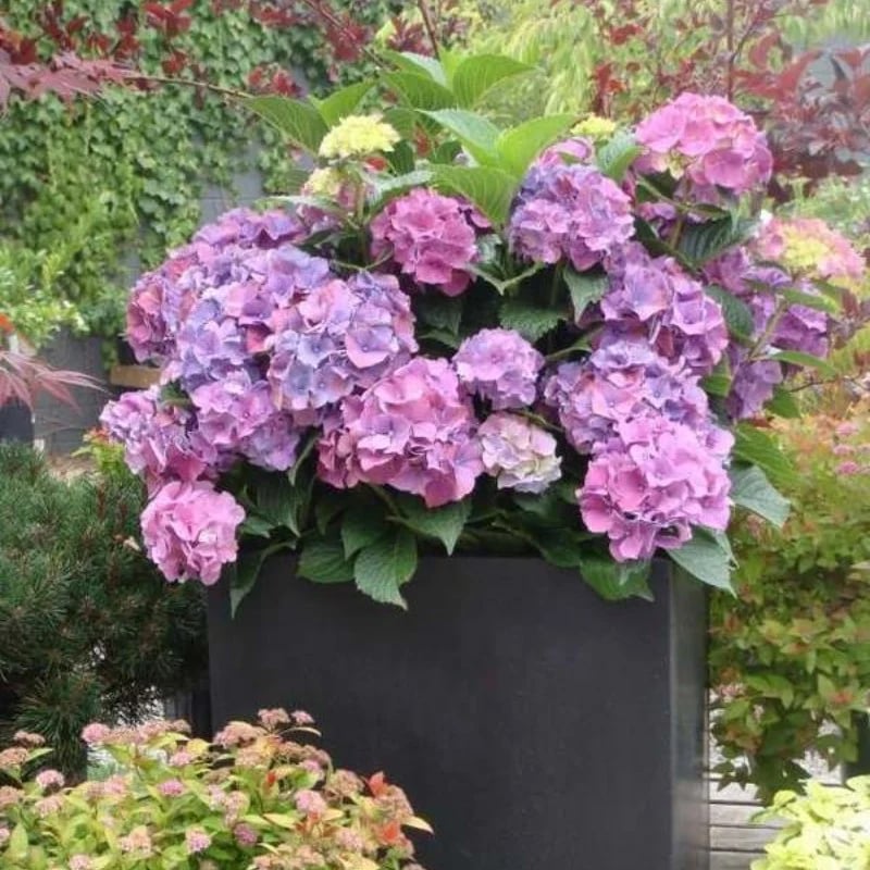 Last Day 70% OFF-Outdoor Artificial Hydrangea Flowers💐