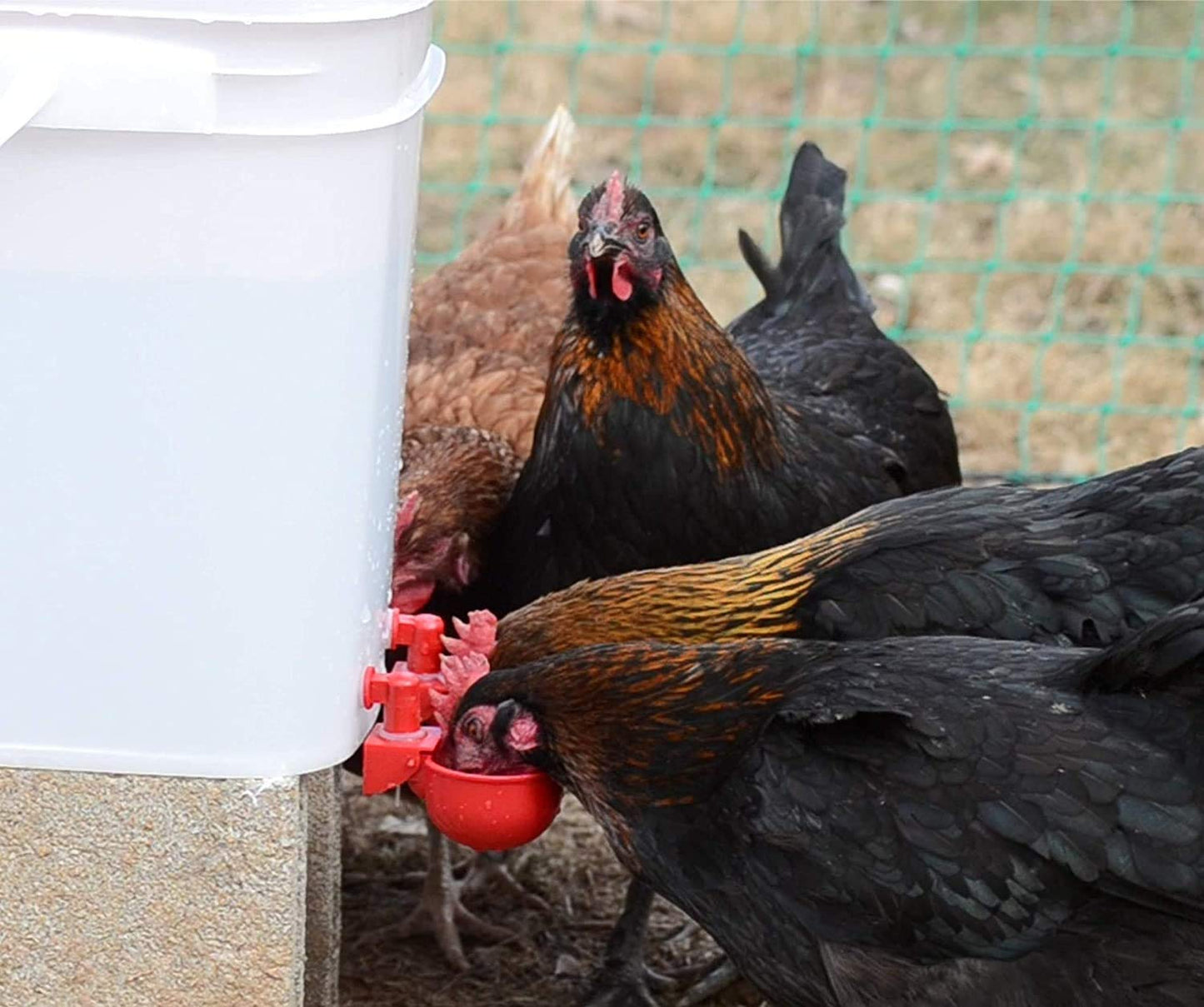 Automatic Chicken Water Cup Waterer Kit for Poultry