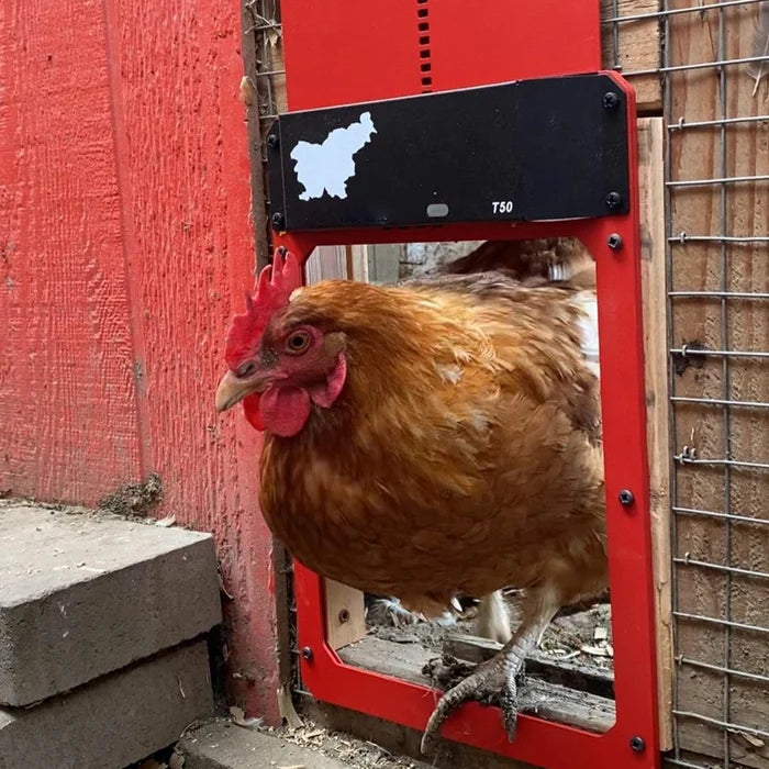 🎉LAST DAY 49% OFF🎉 --Automatic Chicken Coop Door