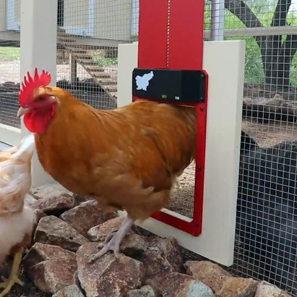 🎉LAST DAY 49% OFF🎉 --Automatic Chicken Coop Door